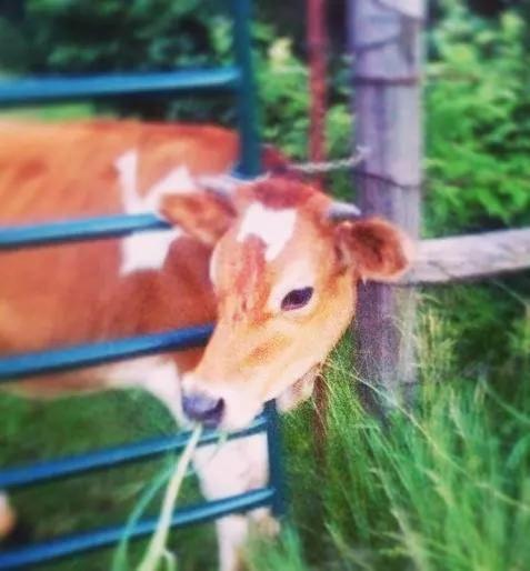 Netherfield Natural Farm Fontana Bagian luar foto