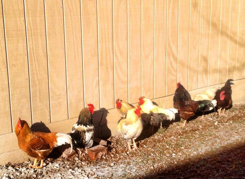 Netherfield Natural Farm Fontana Bagian luar foto